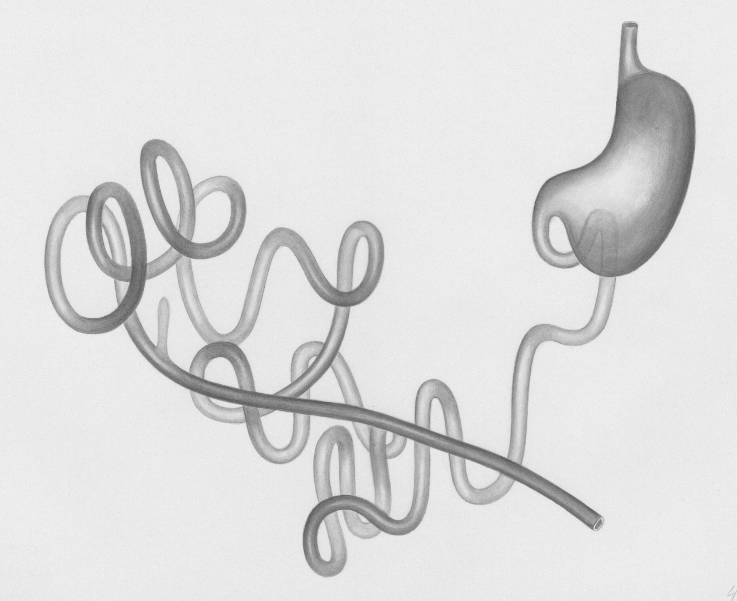 żołądek, jelita, brzuch